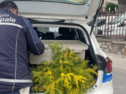 Blitz a Sarno contro i furbetti delle mimose: multe e sequesri