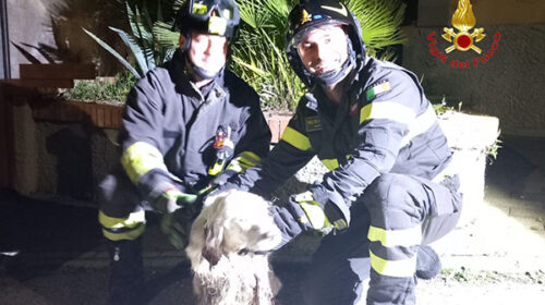 Salerno, cagnolino nel canale a Ogliara salvato dai vigili del fuoco