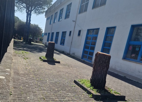 Salerno, tagliati i pini nella scuola all’Arbostella