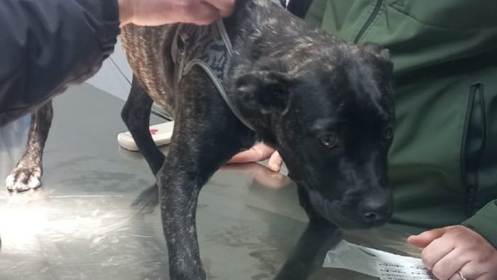 Battipaglia, cani maltrattati da un senzatetto: blitz di vigili ed Asl