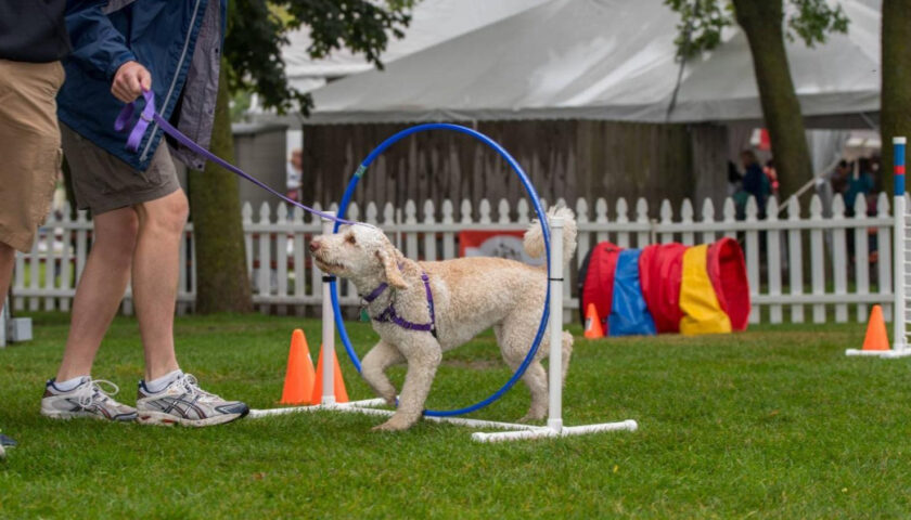 A Vietri sul Mare la prima edizione di “Dog Day – Amori a 4 zampe”