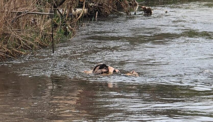 Scafati, carcassa di vitello nelle acqua del Sarno