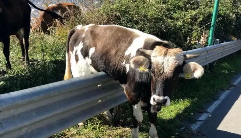 Eboli, mucca in autostrada: intervento della Polizia Stradale