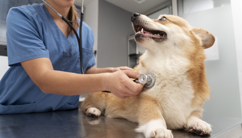 Nasce il Primo Ospedale Veterinario Pubblico: Una Svolta per gli Animali
