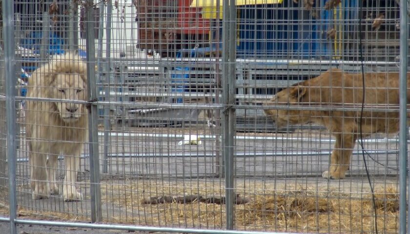 Cava de’ Tirreni, ordinanza del sindaco: stop agli spettacoli circensi con animali