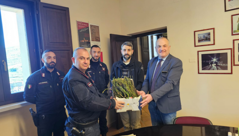 Non risiede a Polla e raccoglie asparagi, scatta il sequestro