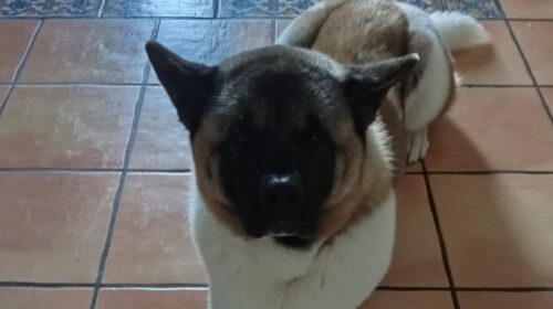 Cani e gatti uccisi tra le strade della Costiera: è allarme a Vietri