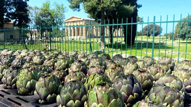 Torna la festa del Carciofo Igp: 8 giorni tra tradizione e musica a Gromola di Capaccio/Paestum