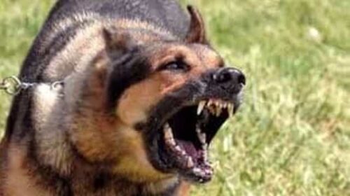 Cava de’ Tirreni, pastore tedesco entra in una proprietà privata e sbrana cane maltese