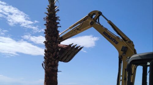 Salerno, partita la riqualificazione urbana con la messa in opera di nuove alberature