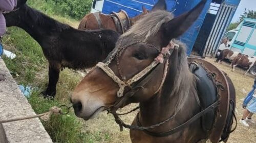 Eboli, la denuncia dell’Oipa: gravi maltrattamenti di animali alla Fiera