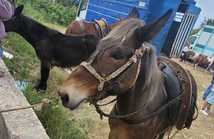 Eboli, la denuncia dell’Oipa: gravi maltrattamenti di animali alla Fiera