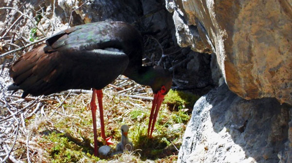 Nuovo nido di cicogna nera nel parco nazionale del Cilento e Vallo di Diano