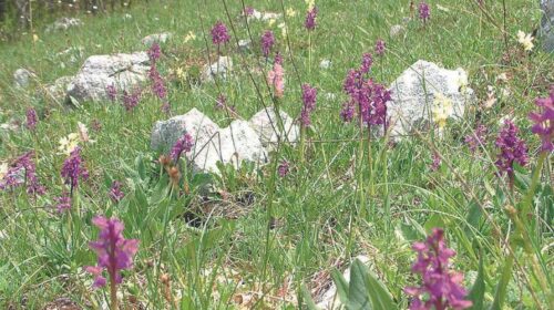 Sassano celebra la 25esima edizione della “Festa della Valle delle Orchidee”