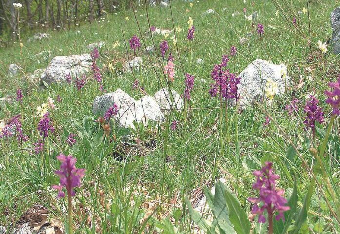 Sassano celebra la 25esima edizione della “Festa della Valle delle Orchidee”
