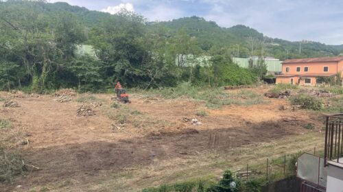 Abbattimento indiscriminato di alberi in via Cantarella: la denuncia dí Sammartino (Nm)