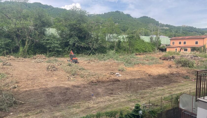 Abbattimento indiscriminato di alberi in via Cantarella: la denuncia dí Sammartino (Nm)