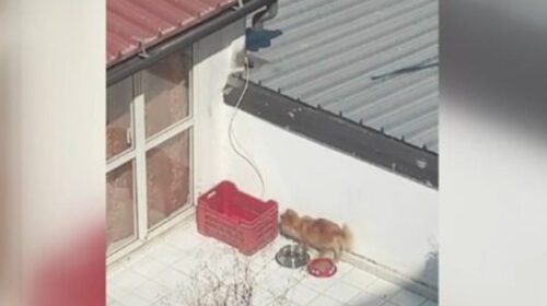 Cuccioli morti al sole a Battipaglia, Lndc: no alla richiesta di archiviazione