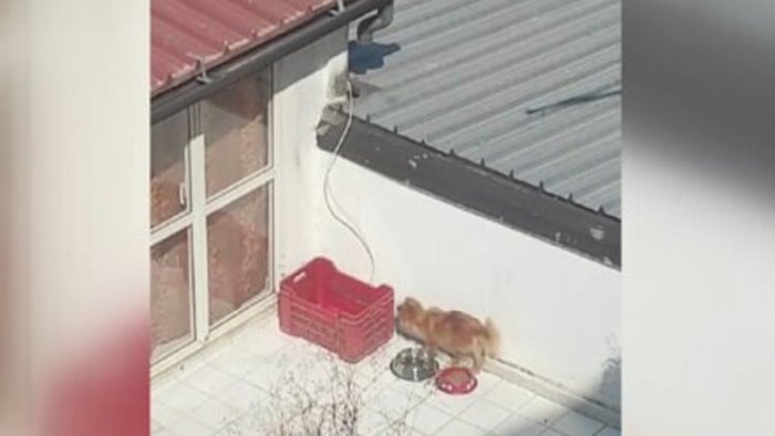 Cuccioli morti al sole a Battipaglia, Lndc: no alla richiesta di archiviazione