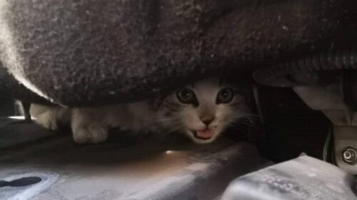 Agropoli, percorre 80 chilometri con un gatto nel motore: lo salva e lo adotta