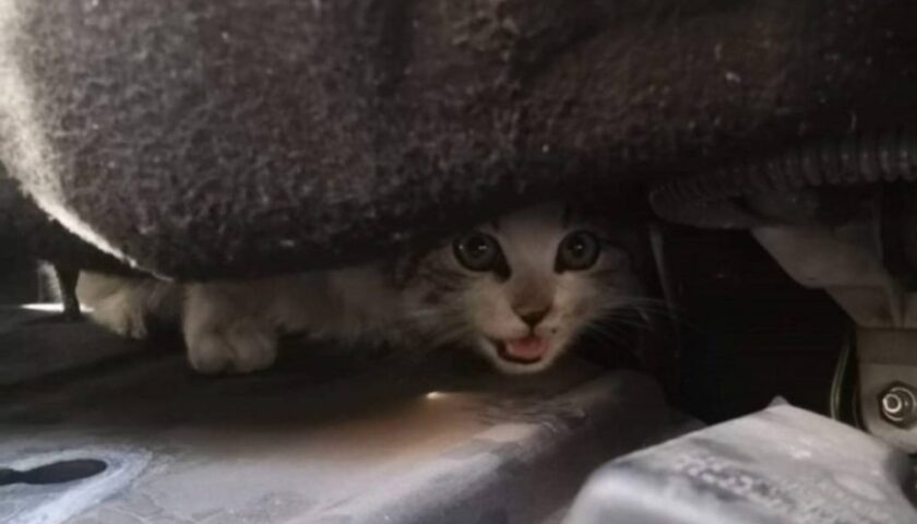 Agropoli, percorre 80 chilometri con un gatto nel motore: lo salva e lo adotta