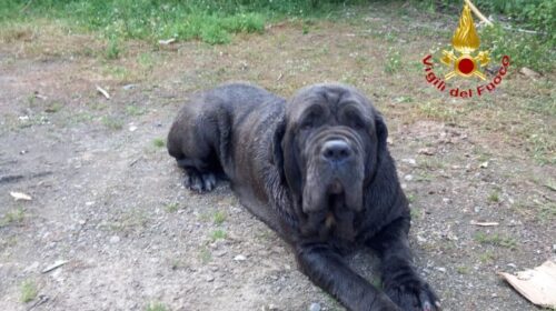 Giffoni sei Casali, cane in un pozzo salvato dai vigili del fuoco