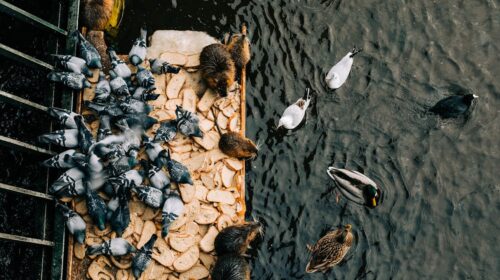 L’ECCESSO DI CIBO AGLI ANIMALI SELVATICI PUÒ ESSERE UN DANNO E NON UNA BUONA AZIONE?