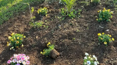 Vandalismo a Sapri, condanna del sindaco: “inciviltà pura”