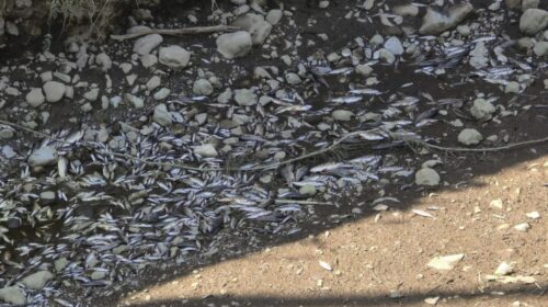 Corso d’acqua in secca, la Solofrana a Mercato San Severino diventa il cimitero dei pesci