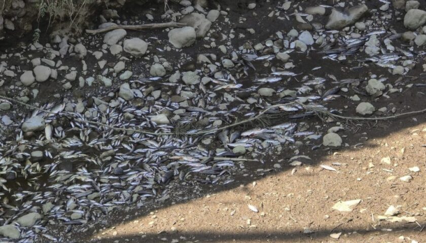 Corso d’acqua in secca, la Solofrana a Mercato San Severino diventa il cimitero dei pesci