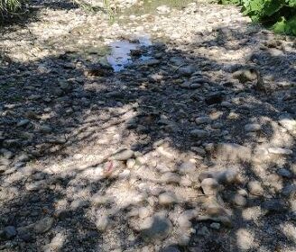 Battipaglia, fiume Tusciano a secco e migliaia di pesci morti: disastro ambientale