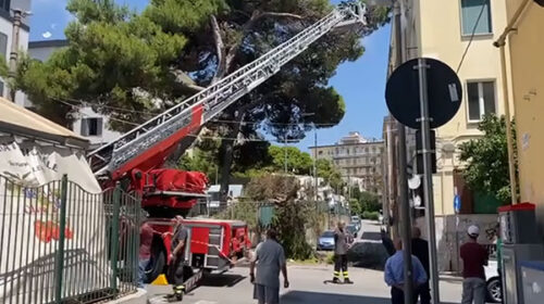 Salerno, crolla un albero al mercatino rionale di via Piave