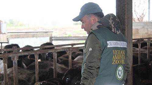 Capaccio Paestum, sversamenti abusivi e animali maltrattati: sequestrata azienda zootecnica