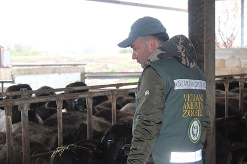 Capaccio Paestum, sversamenti abusivi e animali maltrattati: sequestrata azienda zootecnica