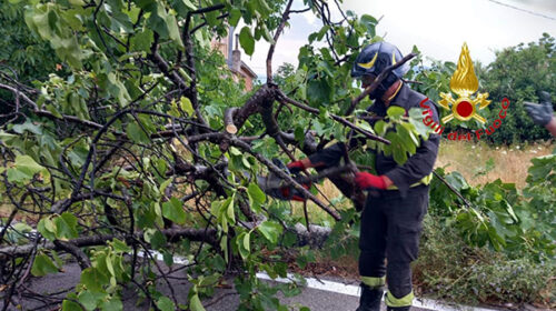 Montesano sulla Marcellana: Vigili del Fuoco rimuovono albero caduto sulla carreggiata