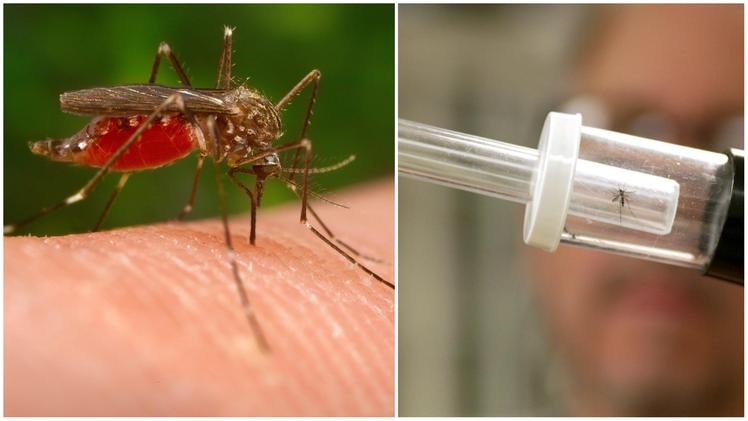 Virus West Nile, muore un 76enne della provincia di Salerno