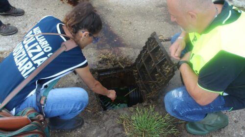 Capaccio Paestum, illecito smaltimento reflui: sequestrata azienda zootecnica