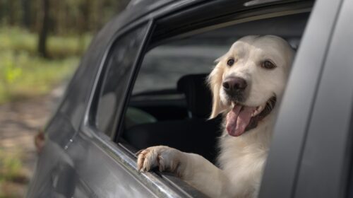 CHI LASCIA UN ANIMALE CHIUSO IN AUTO COMMETTE UN REATO PENALMENTE PERSEGUIBILE?