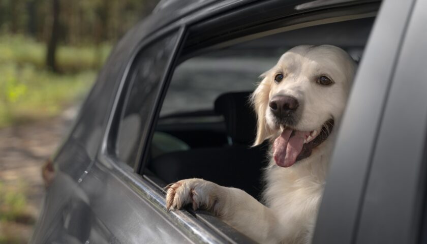 CHI LASCIA UN ANIMALE CHIUSO IN AUTO COMMETTE UN REATO PENALMENTE PERSEGUIBILE?