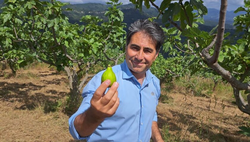 Cilento, Confagricoltura: i danni dei cinghiali non sono più tollerabili