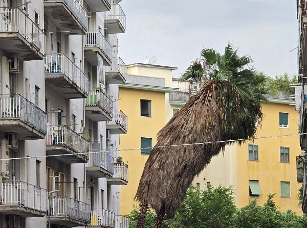 Salerno, il maltempo mette a rischio le palme in via Petrone
