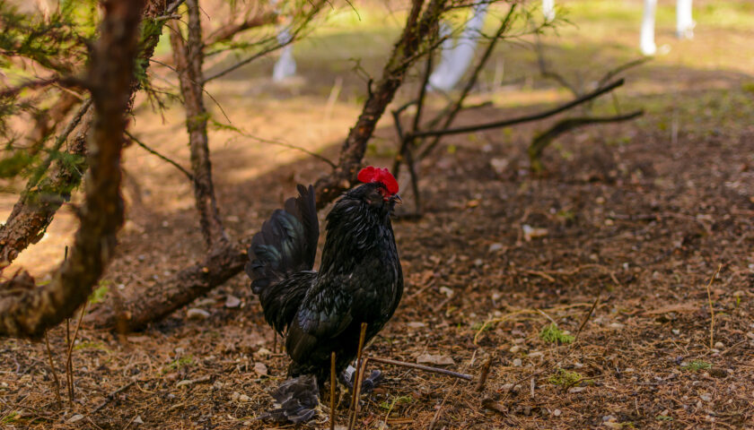 UN GALLO PSICOPATICO VICINO CASA MIA CANTA DI GIORNO E DI NOTTE: LA LEGGE MI PUÒ AIUTARE?