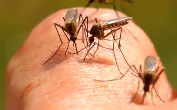 West Nile, l’Asl Salerno detta le nuove linee guida
