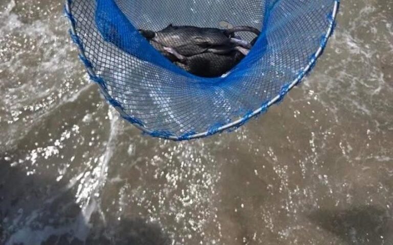 Topi in mare, Tommasetti: “Così i bagnanti scappano da Salerno”