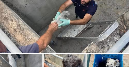 Sarno, messi in salvo otto cuccioli