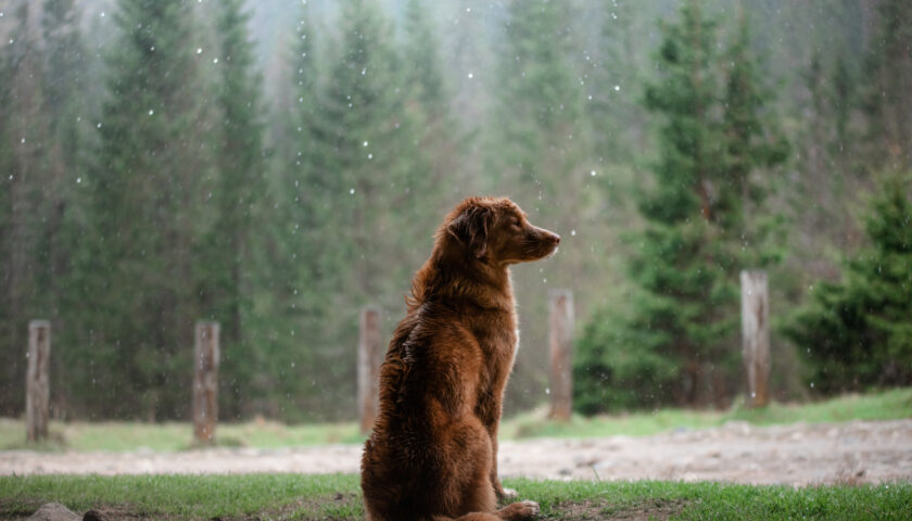IL MIO CANE HA MORSO UN LADRO ENTRATO IN CASA: MA VUOI VEDERE CHE LO DEVO ANCHE RISARCIRE?
