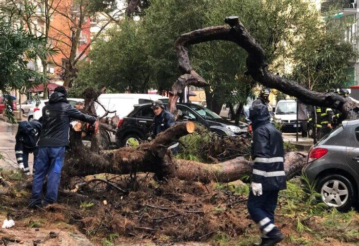 Salerno, partito il servizio biennale di manutenzione ordinaria e straordinaria delle alberature cittadine