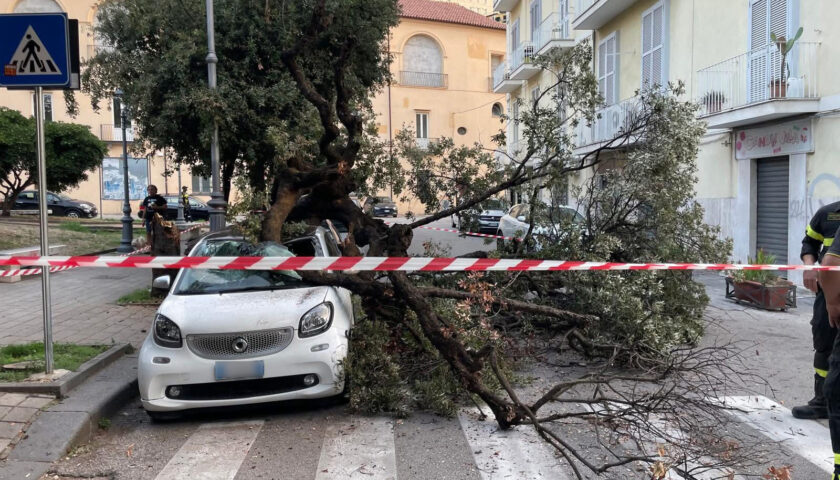 Albero crolla su due auto in via Roma a Salerno, il Codacons: “Sindaco e Giunta devono dimettersi”