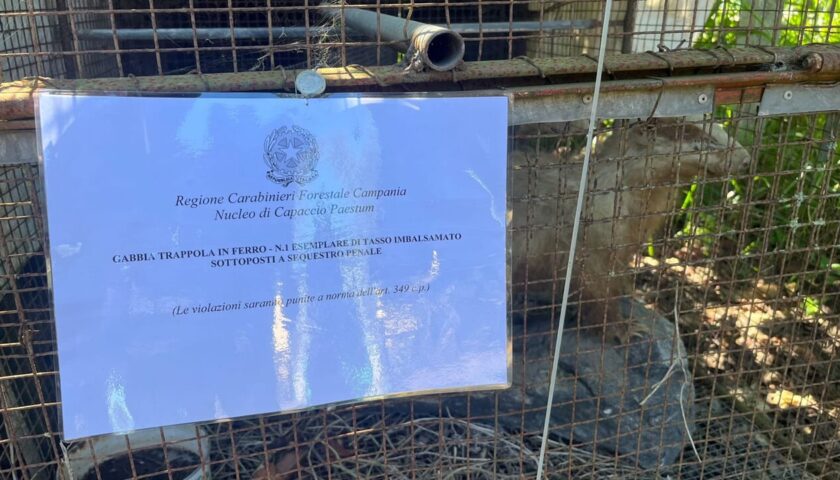 Operazione anti bracconaggio a Capaccio/Paestum: specie protette abbattute, cacciatori denunciati