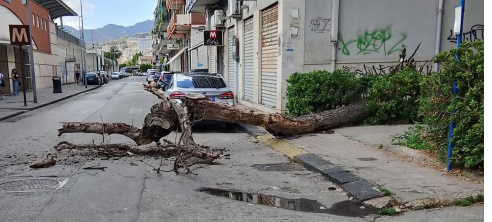 Salerno, albero cade a pochi metri dalla fermata metro a Pastena